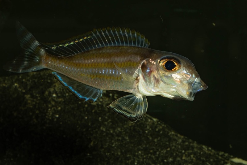 Xenotilapia caudafasciata